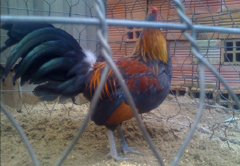 Gà điều chân xanh thuộc mệnh Mộc