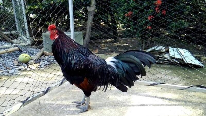 Xem ngày đá cho gà điều chân xanh nhằm nâng cao tỷ lệ chiến thắng