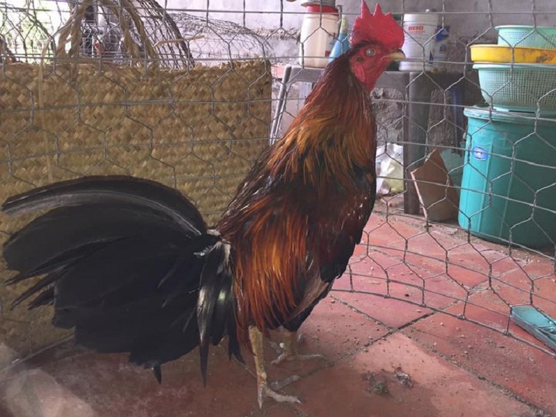 Gà điều chân xanh đá ngày thuộc mệnh Mộc và Thủy là tốt nhất