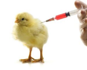 Lịch vacxin cho gà đá