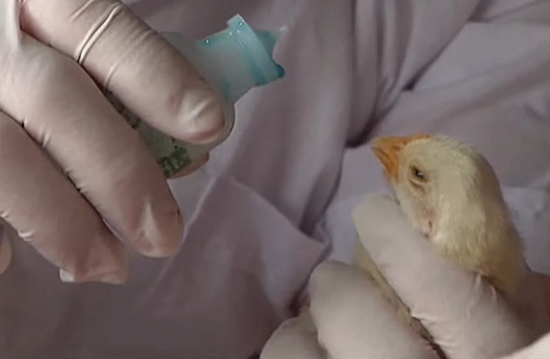 Tuân thủ đúng lịch vacxin cho gà đá giúp gà phát triển khỏe mạnh